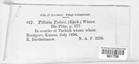 Tilletia caries image